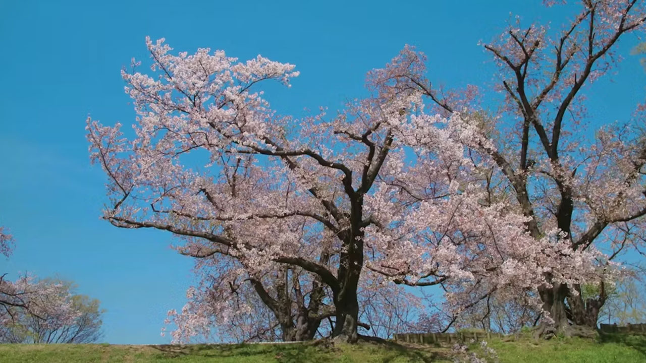 CHERRY BLOSSOM 2020 IN JAPAN | ORIGINAL CONTENTS